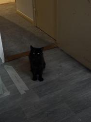 Lost Male Cat last seen Iris Close, Suffolk, England IP2 0NA