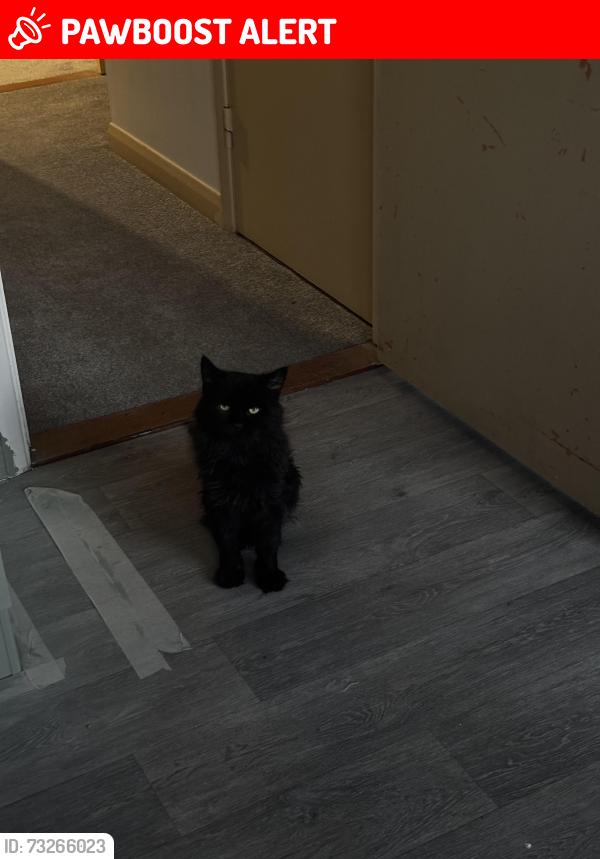 Lost Male Cat last seen Iris Close, Suffolk, England IP2 0NA