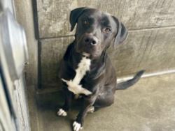 Shelter Stray Male Dog last seen , 11361 W Pico Blvd, Los Angeles, CA 90064, USA