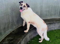 Shelter Stray Female Dog last seen , West Valley Animal Shelter, 20655 Plummer St, Chatsworth, CA 91311, USA