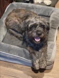 Shelter Stray Male Dog last seen , West Valley Animal Shelter, 20655 Plummer St, Chatsworth, CA 91311, USA