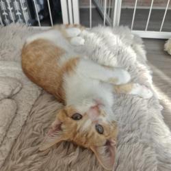Shelter Stray Female Cat last seen CHARLOTTE, 8315 Byrum Dr, Charlotte, NC 28217, USA