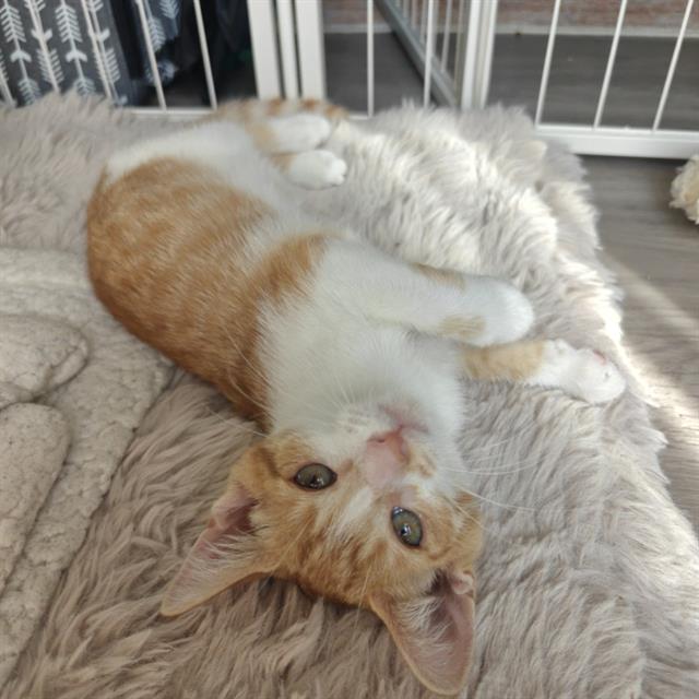 Shelter Stray Female Cat last seen CHARLOTTE, 8315 Byrum Dr, Charlotte, NC 28217, USA