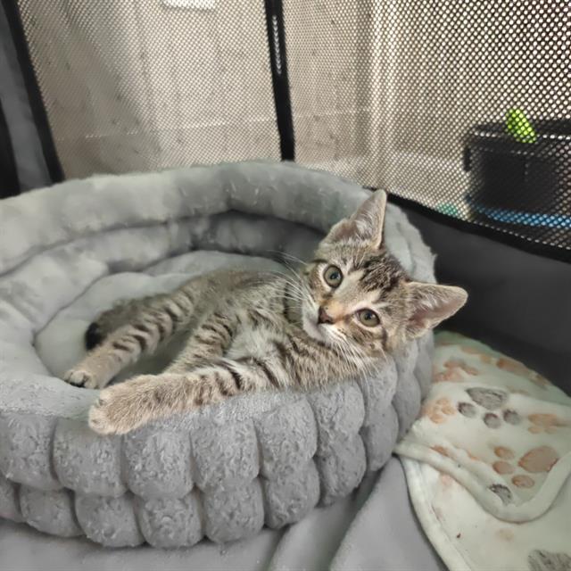 Shelter Stray Female Cat last seen CHARLOTTE, 8315 Byrum Dr, Charlotte, NC 28217, USA
