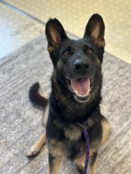 Shelter Stray Female Dog last seen CHARLOTTE, 8315 Byrum Dr, Charlotte, NC 28217, USA