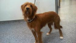 Shelter Stray Female Dog last seen CHARLOTTE, 8315 Byrum Dr, Charlotte, NC 28217, USA