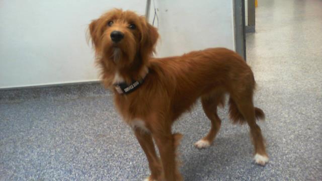 Shelter Stray Female Dog last seen CHARLOTTE, 8315 Byrum Dr, Charlotte, NC 28217, USA