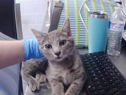 Shelter Stray Male Cat last seen CHARLOTTE, 8315 Byrum Dr, Charlotte, NC 28217, USA