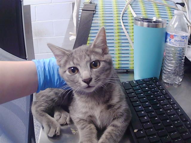 Shelter Stray Male Cat last seen CHARLOTTE, 8315 Byrum Dr, Charlotte, NC 28217, USA