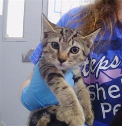 Shelter Stray Female Cat last seen CHARLOTTE, 8315 Byrum Dr, Charlotte, NC 28217, USA