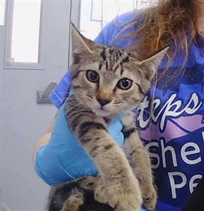 Shelter Stray Female Cat last seen CHARLOTTE, 8315 Byrum Dr, Charlotte, NC 28217, USA