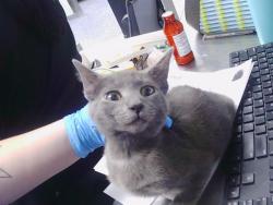 Shelter Stray Female Cat last seen CHARLOTTE, 8315 Byrum Dr, Charlotte, NC 28217, USA