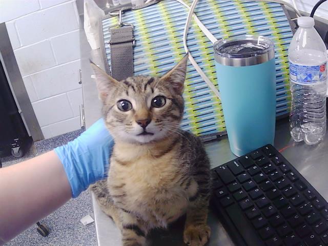 Shelter Stray Female Cat last seen CHARLOTTE, 8315 Byrum Dr, Charlotte, NC 28217, USA