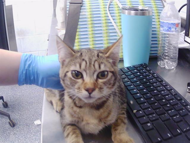 Shelter Stray Female Cat last seen CHARLOTTE, 8315 Byrum Dr, Charlotte, NC 28217, USA