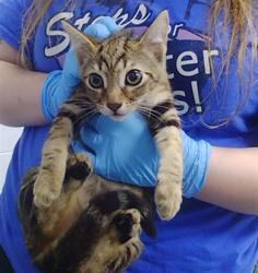 Shelter Stray Male Cat last seen CHARLOTTE, 8315 Byrum Dr, Charlotte, NC 28217, USA