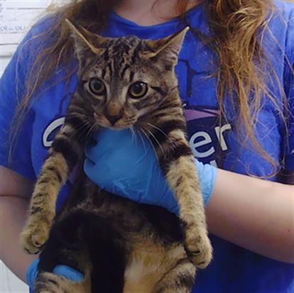 Shelter Stray Female Cat last seen CHARLOTTE, 8315 Byrum Dr, Charlotte, NC 28217, USA