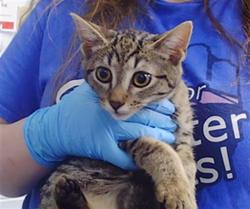 Shelter Stray Female Cat last seen CHARLOTTE, 8315 Byrum Dr, Charlotte, NC 28217, USA