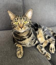 Lost Female Cat last seen Cazador St and Cazador Ct, Los Angeles, CA 90065
