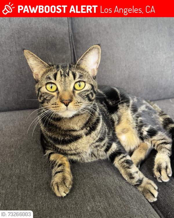 Lost Female Cat last seen Cazador St and Cazador Ct, Los Angeles, CA 90065
