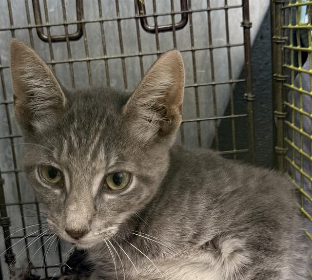 Shelter Stray Male Cat last seen Near BLOCK CLIFF BANK, 4710 TX-151, San Antonio, TX 78227, USA