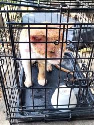 Shelter Stray Male Cat last seen Near BLOCK RUSTLEAF, 4710 TX-151, San Antonio, TX 78227, USA