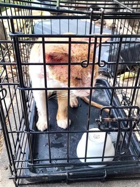 Shelter Stray Male Cat last seen Near BLOCK RUSTLEAF, 4710 TX-151, San Antonio, TX 78227, USA
