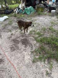 Found/Stray Male Dog last seen Fowlers bluff cedar key, Fowlers Bluff, FL 32626