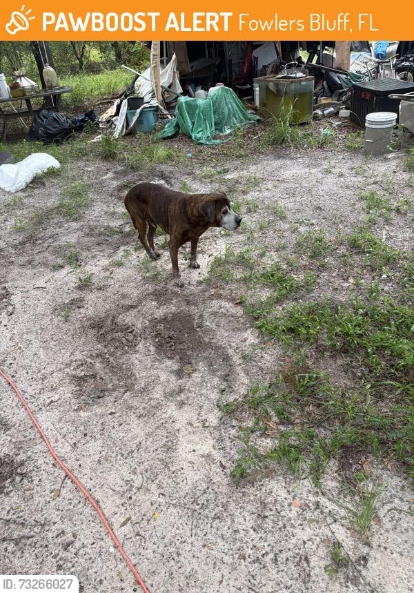 Found/Stray Male Dog last seen Fowlers bluff cedar key, Fowlers Bluff, FL 32626
