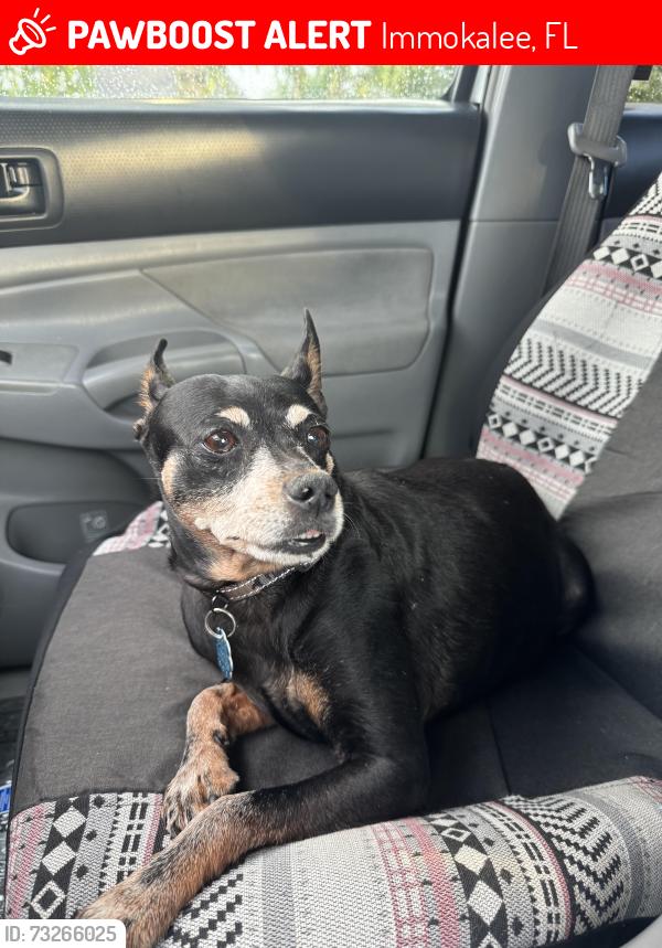 Lost Male Dog last seen Carson lakes Circle, Immokalee, Immokalee, FL 34142