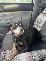 Lost Male Dog last seen Carson lakes Circle, Immokalee, Immokalee, FL 34142