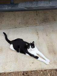 Reunited Male Cat last seen Irving St NW & Park Place NW, Washington, DC 20010