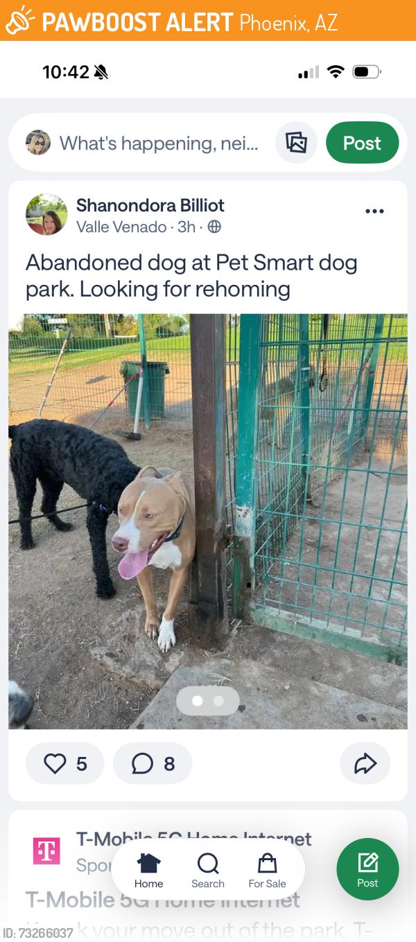 Found/Stray Male Dog last seen 21st Avenue and Glendale Ave Phoenix, Phoenix, AZ 85020