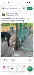 Found/Stray Male Dog last seen 21st Avenue and Glendale Ave Phoenix, Phoenix, AZ 85020