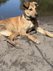 Lost Male Dog last seen 140th and Powell in SE Portland, Portland, OR 97236