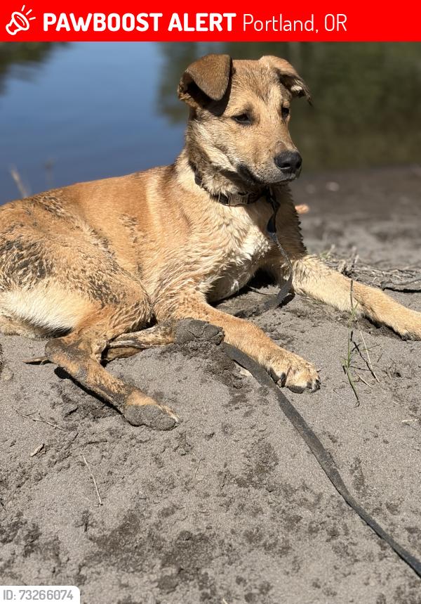 Lost Male Dog last seen 140th and Powell in SE Portland, Portland, OR 97236
