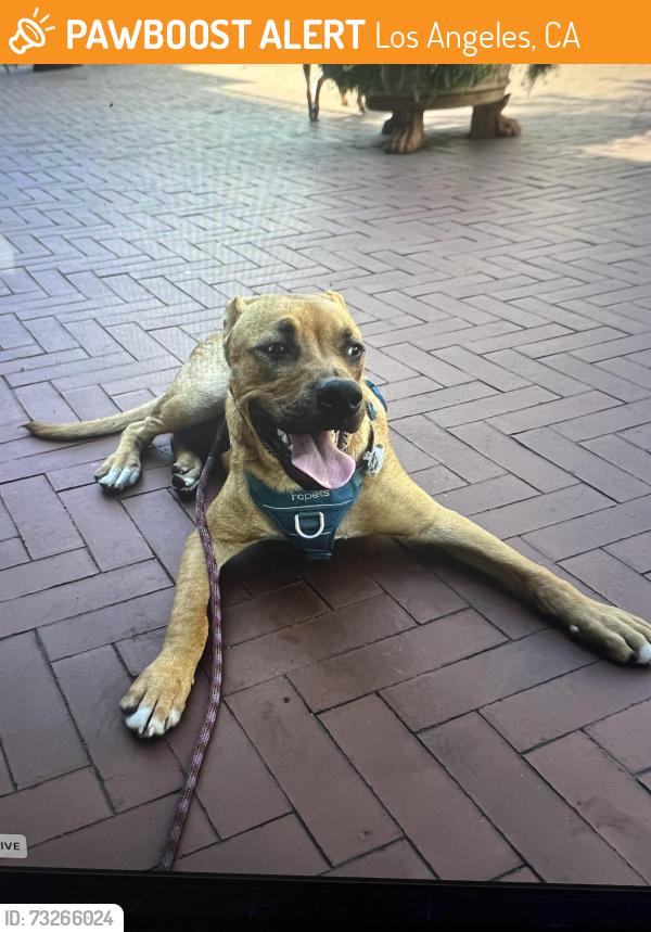 Found/Stray Male Dog last seen 6th and Mateo, Los Angeles, CA 90013