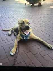 Found/Stray Male Dog last seen 6th and Mateo, Los Angeles, CA 90013