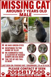 Lost Male Cat last seen Phoenix Avenue, Modesto CA, Modesto, CA 95354