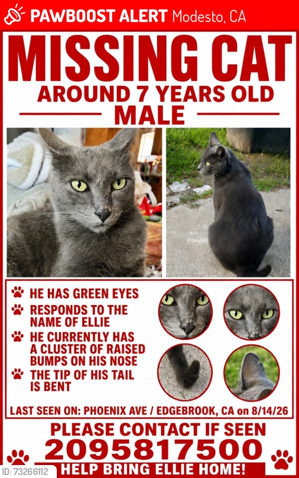 Lost Male Cat last seen Phoenix Avenue, Modesto CA, Modesto, CA 95354