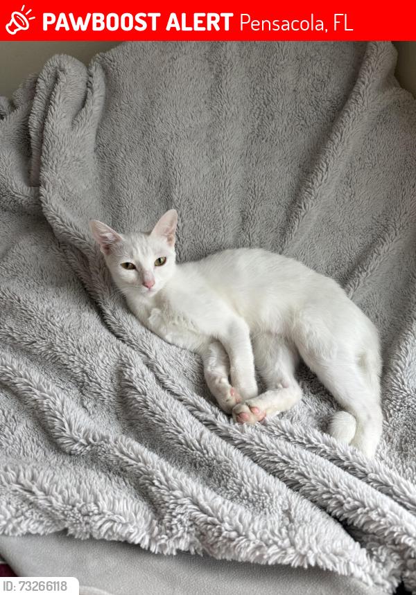 Lost Female Cat last seen 17th and Cervantes, Pensacola, FL 32501