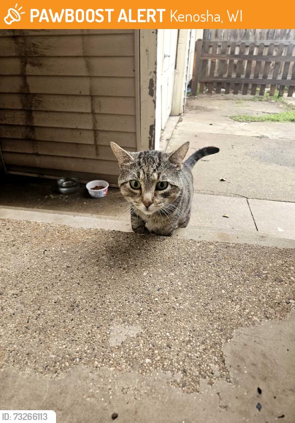 Found/Stray Male Cat last seen 7th ave, Kenosha, WI 53144