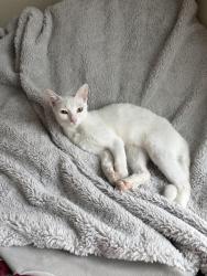 Lost Female Cat last seen 17th and Cervantes, Pensacola, FL 32501