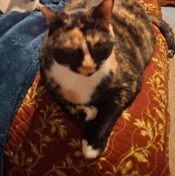 Lost Female Cat last seen Burpee and 202, New Britain, PA 18901
