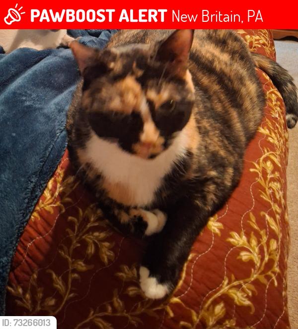 Lost Female Cat last seen Burpee and 202, New Britain, PA 18901