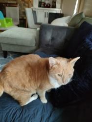 Reunited Unknown Cat last seen Windemere Parkway, Cumming, GA 30041