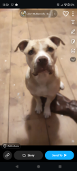 Lost Male Dog last seen Bergan and portage southbend idk why it won't let me change area seen, Chippewa Township, OH 44230