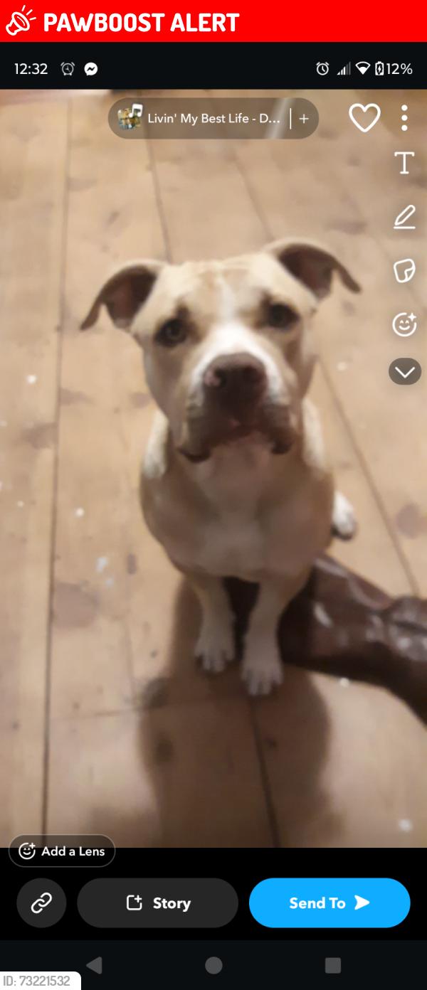 Lost Male Dog last seen Bergan and portage southbend idk why it won't let me change area seen, Chippewa Township, OH 44230
