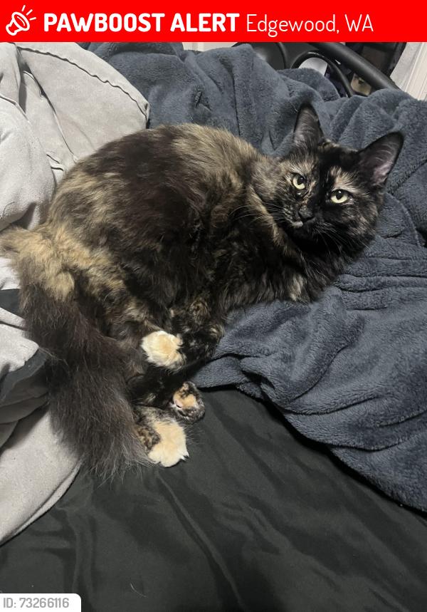 Lost Female Cat last seen 110th 39th st, Edgewood, WA 98372