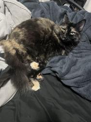 Lost Female Cat last seen 110th 39th st, Edgewood, WA 98372