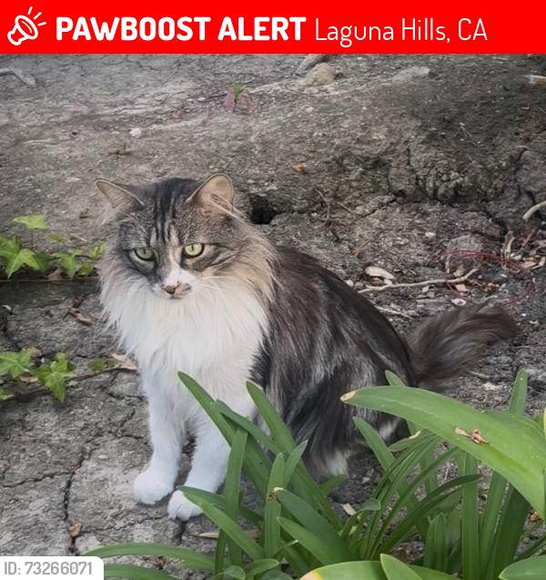 Lost Male Cat last seen Avenida de la Carlota y los alisos blvd, Laguna Hills, CA 92653